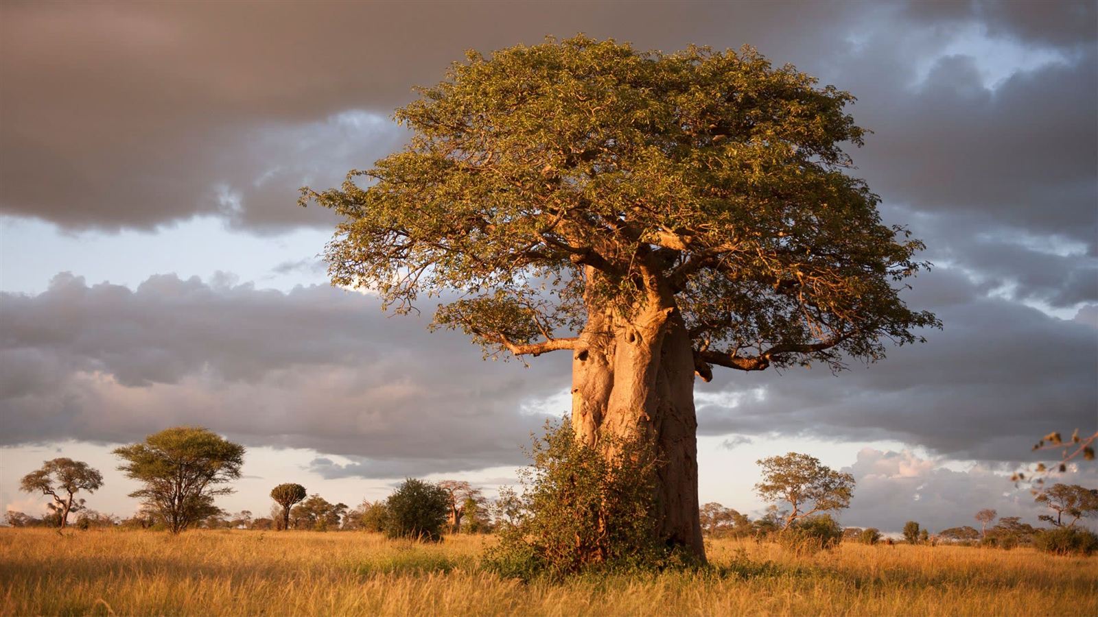 Tarangire Baobab