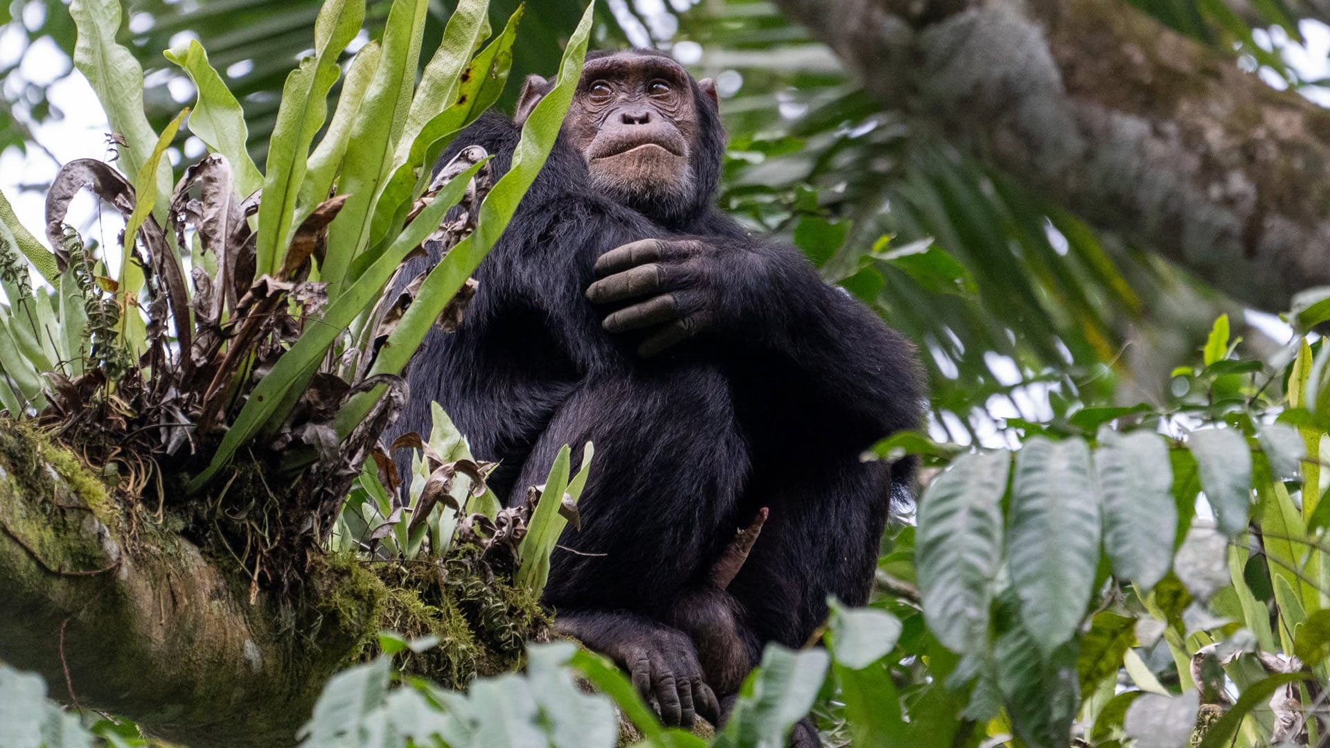 Nyungwe Forest Canopy