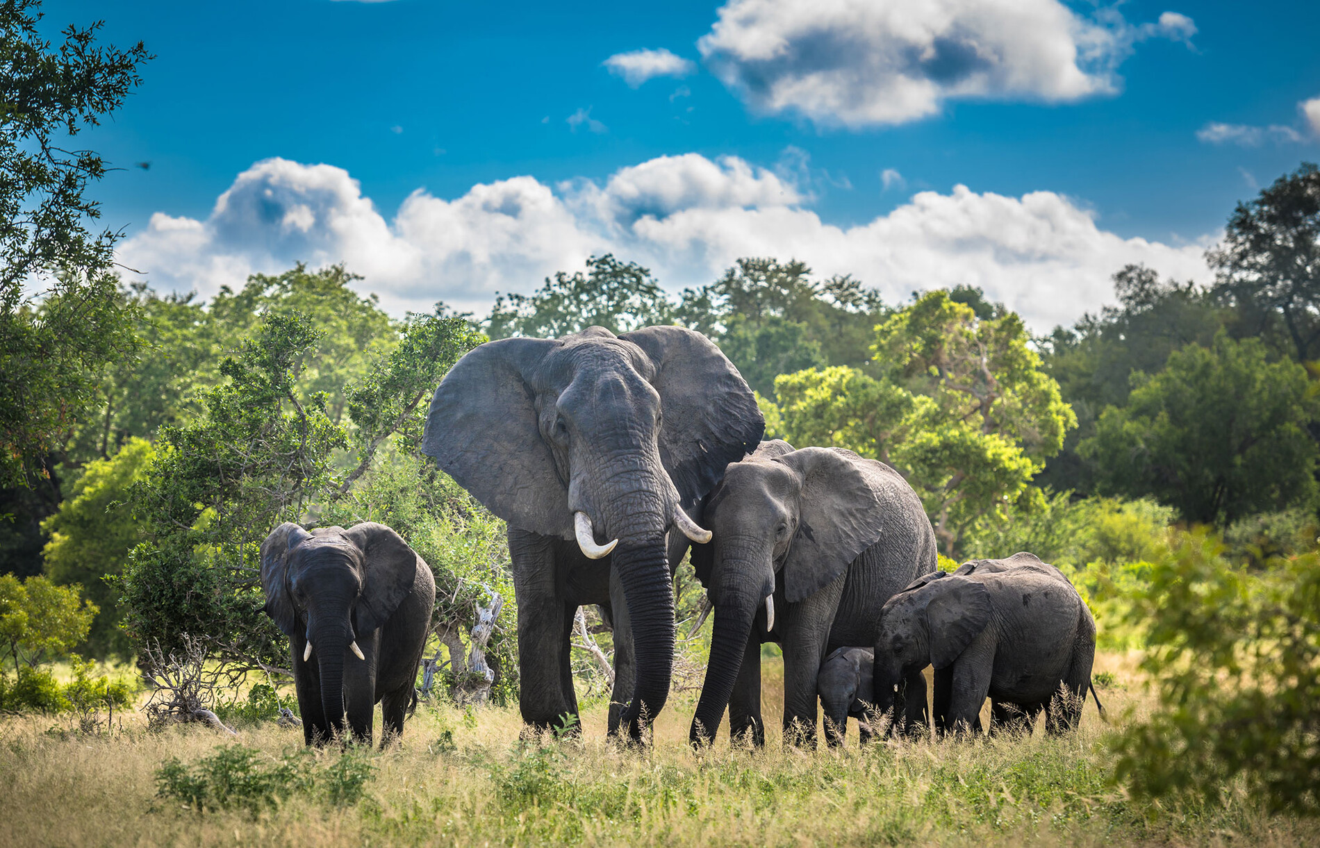Kruger National Park & Sabi Sabi Concessions