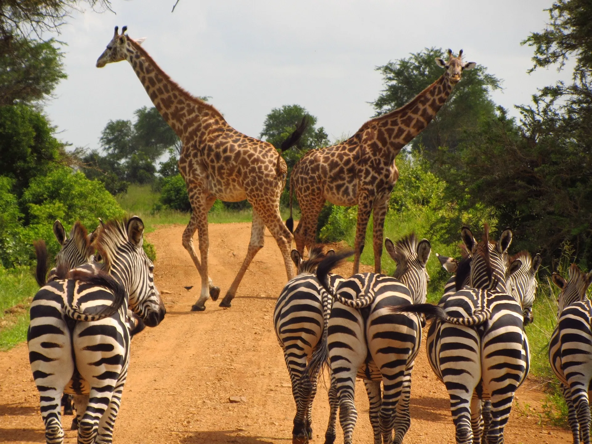 Tanzania Safari