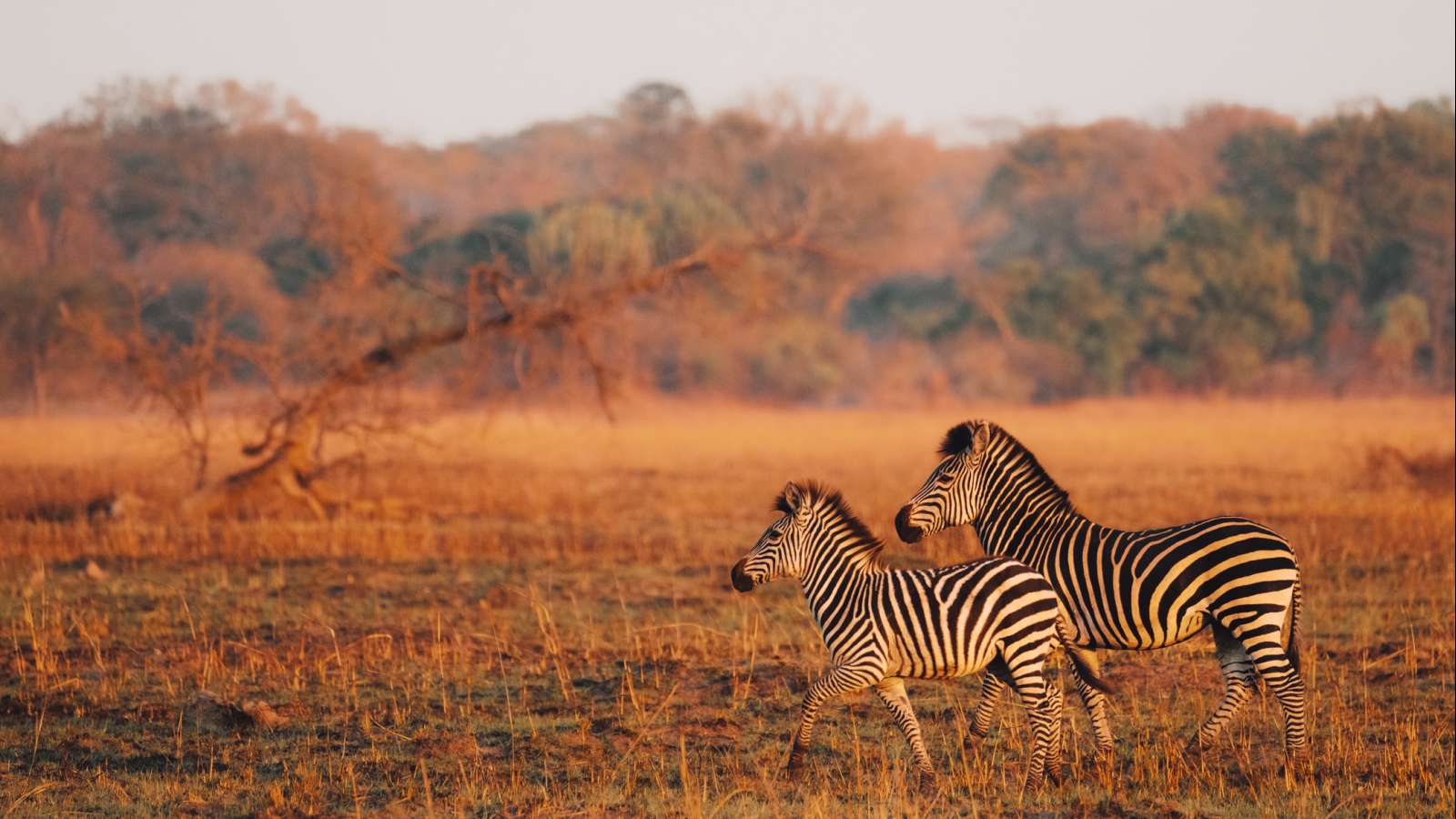 Kafue Busanga Plains